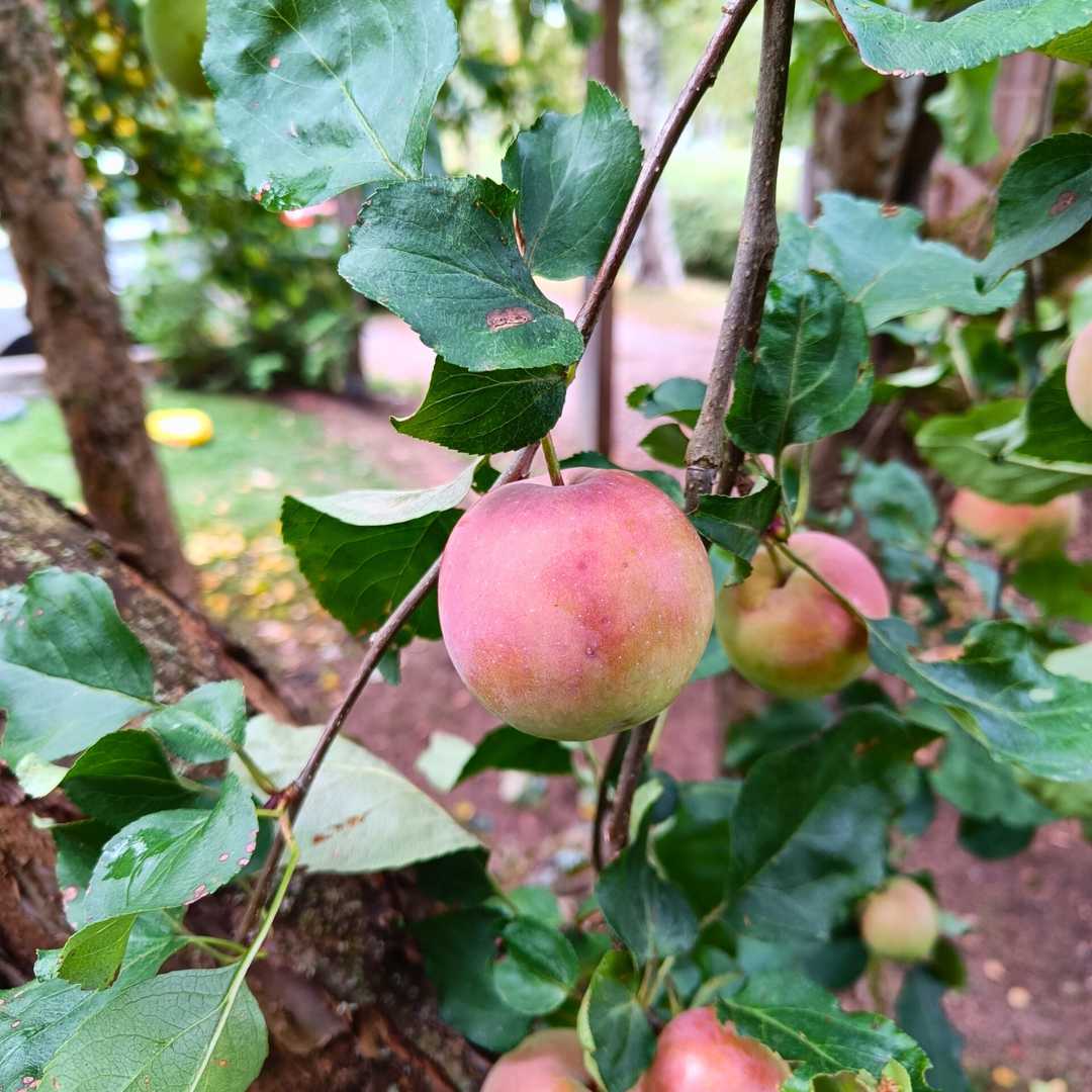 Omenat omenamehu syksynam